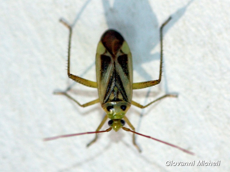 Miridae: Adelphocoris lineolatus